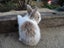 Flemish Giant Rabbits Carousel 13