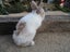 Flemish Giant Rabbits Carousel 14