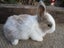 Flemish Giant Rabbits Carousel 15