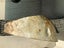 Beautiful Greenstone/Pounamu Carousel 6