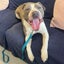 Mairangi - AM Staff - BOI Animal Rescue Trust Carousel 2