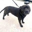 Tank - English Staffi - BOI Animal Rescue Trust Carousel 4