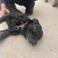 Tank - English Staffi - BOI Animal Rescue Trust Carousel 3
