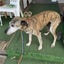 Macey - Greyhound X - BOI Animal Rescue Trust Carousel 2