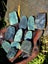 $1 RESERVE Pounamu / Greenstone Carving Pieces – Mixed Lot Carousel 1