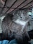 Trixie rescue girl sweet cheeky loving Carousel 2