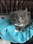 Trixie rescue girl sweet cheeky loving Carousel 6