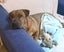 Shar Pei X looking for loving home Carousel 3
