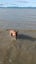 Shar Pei X looking for loving home Carousel 4
