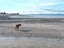 Shar Pei X looking for loving home Carousel 5