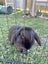 Minilop Rabbits x2 - Clover & Bean Carousel 3