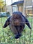 Minilop Rabbits x2 - Clover & Bean Carousel 4
