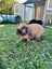 Minilop Rabbits x2 - Clover & Bean Carousel 1