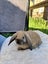 Minilop Rabbits x2 - Clover & Bean Carousel 7