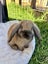 Minilop Rabbits x2 - Clover & Bean Carousel 8
