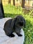 Minilop Rabbits x2 - Clover & Bean Carousel 6