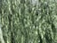 Beautiful Greenstone/Pounamu Carousel 6