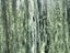 Beautiful Greenstone/Pounamu Carousel 7