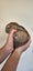 Pure Bred Mini Lop Bunnies Carousel 10