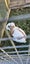 Pure Bred Mini Lop Bunnies Carousel 14