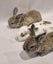 Pure Bred Mini Lop Bunnies Carousel 1