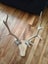 Pair of deer stag horns mounted Carousel 2