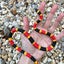 Safari Ltd Coral Snake Baby XL Carousel 6