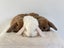 Minilop Bunnies Carousel 1