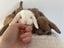 Minilop Bunnies Carousel 2