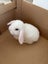 Minilop Bunnies Carousel 4