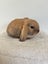 Minilop Bunnies Carousel 5