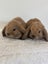 Minilop Bunnies Carousel 6
