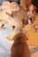 American Pitbull x unknown puppies Carousel 1