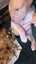 American Pitbull x unknown puppies Carousel 4