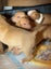 American Pitbull x unknown puppies Carousel 3