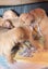 American Pitbull x unknown puppies Carousel 2
