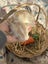 **Trained Mini Lop Bunny Rabbits & Care Package** Carousel 5