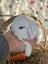 **Trained Mini Lop Bunny Rabbits & Care Package** Carousel 10
