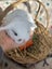 **Trained Mini Lop Bunny Rabbits & Care Package** Carousel 11