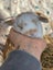 **Trained Mini Lop Bunny Rabbits & Care Package** Carousel 8