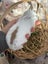 **Trained Mini Lop Bunny Rabbits & Care Package** Carousel 12