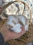 **Trained Mini Lop Bunny Rabbits & Care Package** Carousel 7