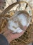 **Trained Mini Lop Bunny Rabbits & Care Package** Carousel 9
