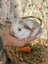**Trained Mini Lop Bunny Rabbits & Care Package** Carousel 13