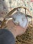 **Trained Mini Lop Bunny Rabbits & Care Package** Carousel 14