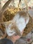 **Trained Mini Lop Bunny Rabbits & Care Package** Carousel 15