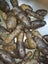 Maori Potato Carousel 3