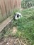 2x rabbits ( need rehoming ) Carousel 6