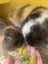 2x rabbits ( need rehoming ) Carousel 7
