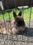 2x rabbits ( need rehoming ) Carousel 9